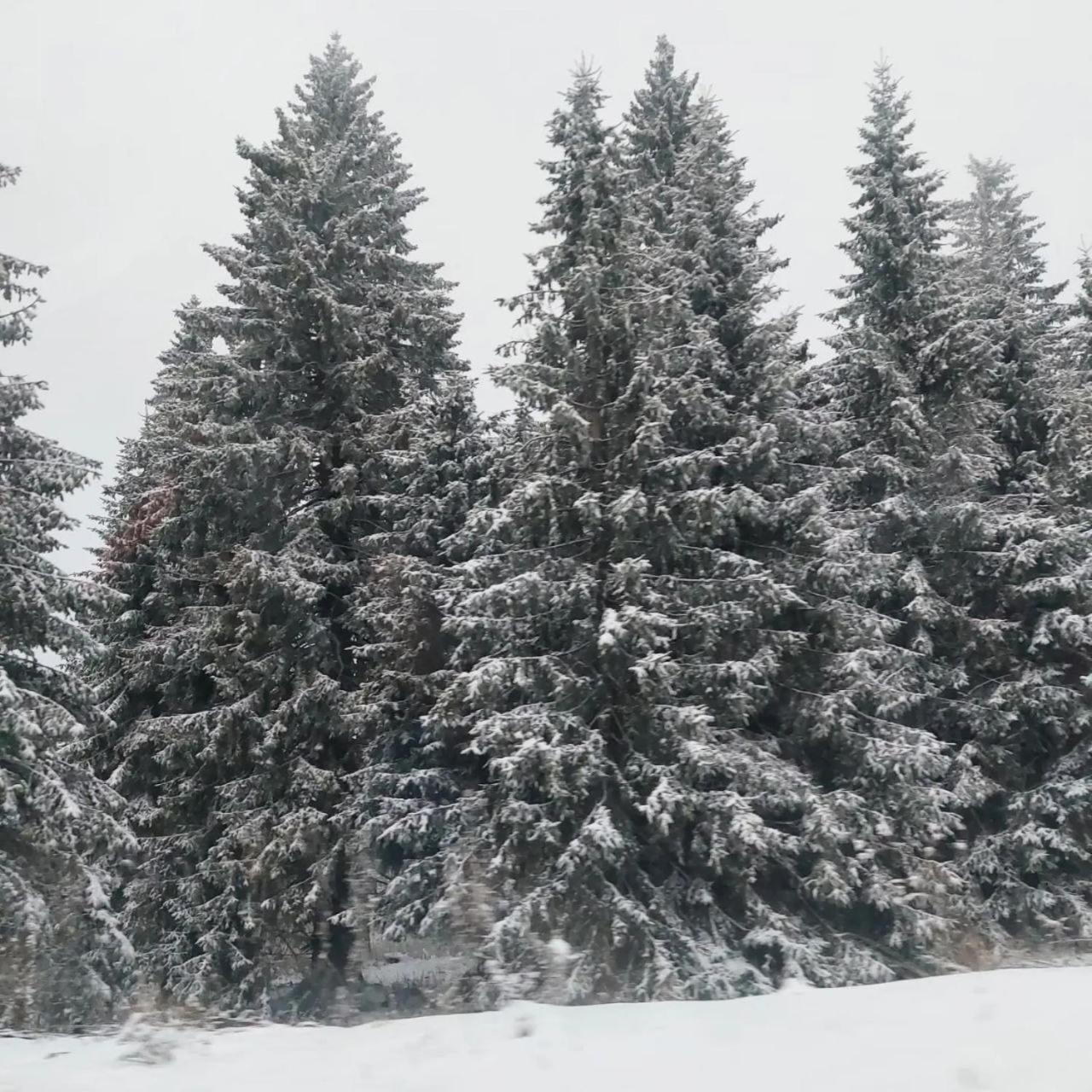 Apartmani Sorak Kopaonik, Studio Apartman A10 Luaran gambar